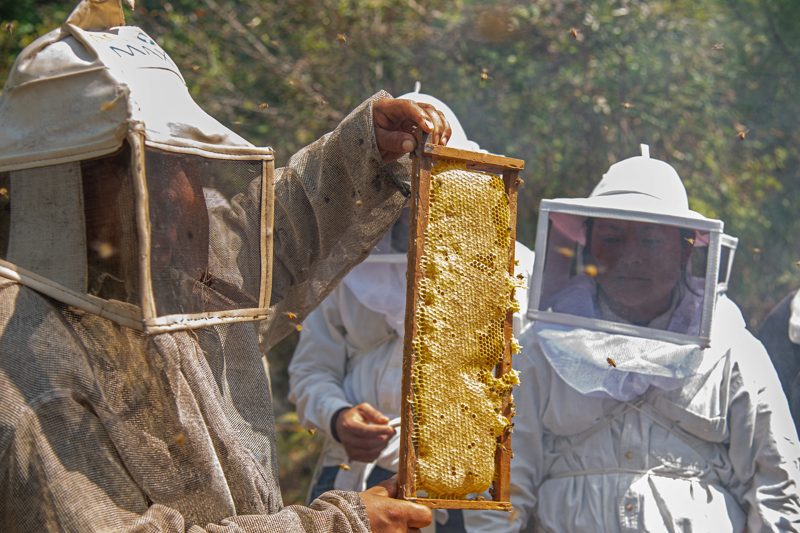 Mujeres indígenas luchan contra la crisis climática al salvar abejas en el sur de México