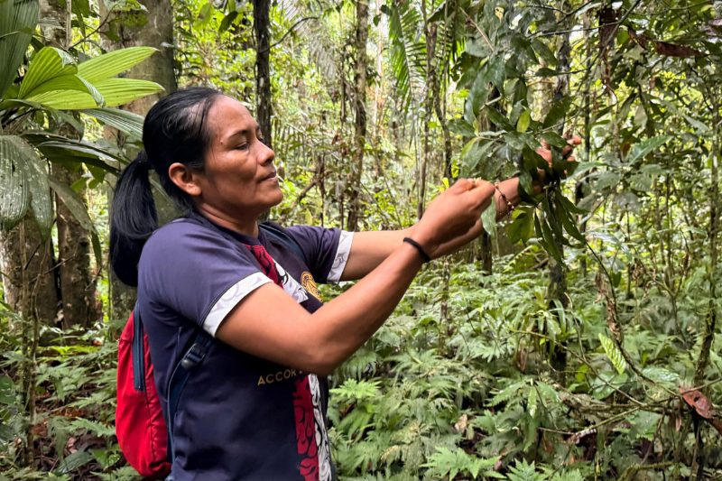 mujeres-restaurar-selva-ecuador