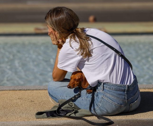 acopet-mascotas-violencia-machista