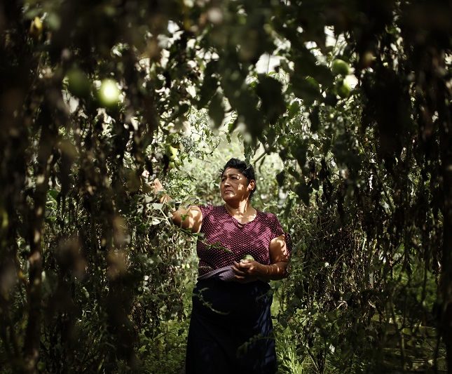 Feminismo y soberanía alimentaria