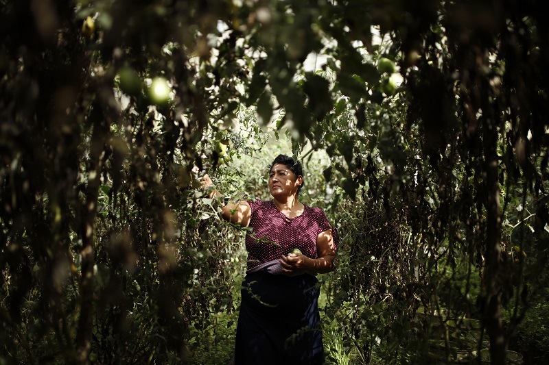 Feminismo y soberanía alimentaria