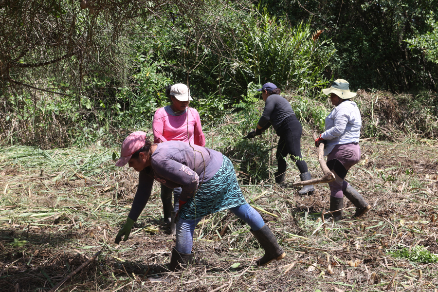 mujeres protección manglar